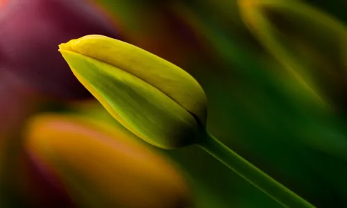 【14137】植物壁纸  2K 高清壁纸2560_1600@青蛙壁纸-笨猫小站