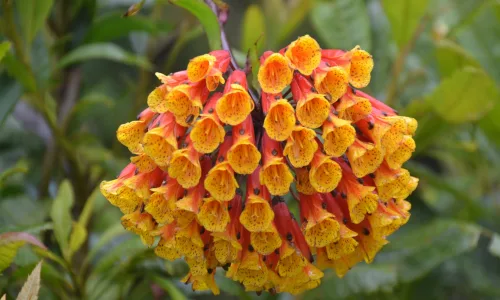 【14138】植物壁纸  2K 高清壁纸2560_1600@青蛙壁纸-笨猫小站