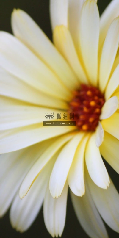 【14139】植物壁纸  2K 高清壁纸2560_1600@青蛙壁纸-笨猫小站
