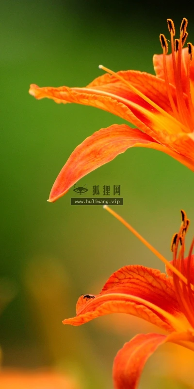 【14142】植物壁纸  2K 高清壁纸2560_1600@青蛙壁纸-笨猫小站