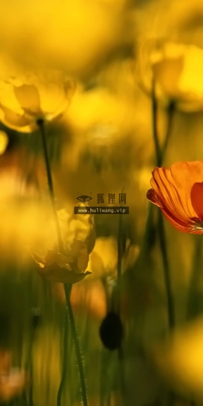 【14143】植物壁纸  2K 高清壁纸2560_1600@青蛙壁纸-笨猫小站