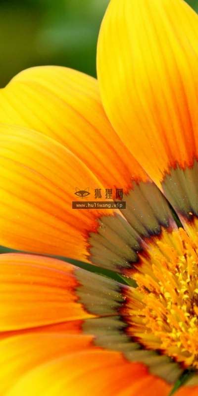 【14144】植物壁纸  2K 高清壁纸2560_1600@青蛙壁纸-笨猫小站