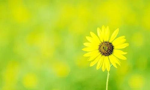 【14145】植物壁纸  2K 高清壁纸2560_1600@青蛙壁纸-笨猫小站
