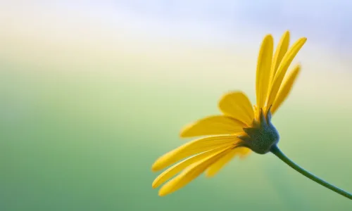 【14146】植物壁纸  2K 高清壁纸2560_1600@青蛙壁纸-笨猫小站