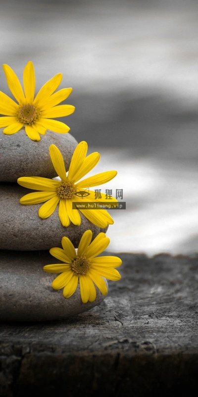 【14148】植物壁纸 鲜花  2K 高清壁纸2560_1600@青蛙壁纸-笨猫小站