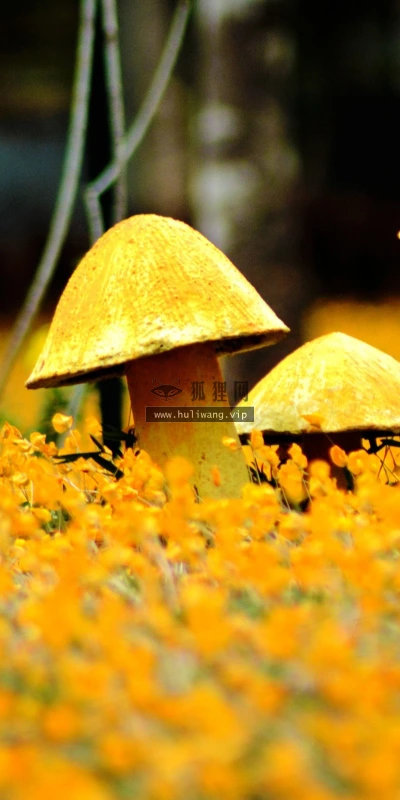 【14149】植物壁纸 蘑菇 摄影  2K 高清壁纸2560_1600@青蛙壁纸-笨猫小站