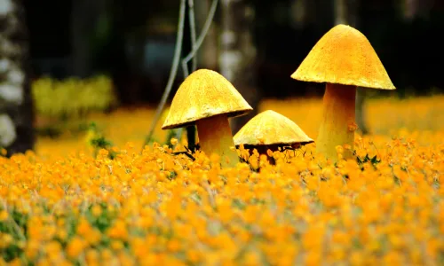 【14150】植物壁纸 蘑菇 摄影  2K 高清壁纸2560_1600@青蛙壁纸-笨猫小站