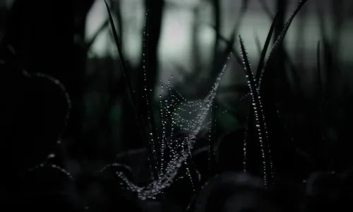 【17120】创意壁纸  2K 高清壁纸2560_1600@青蛙壁纸-笨猫小站