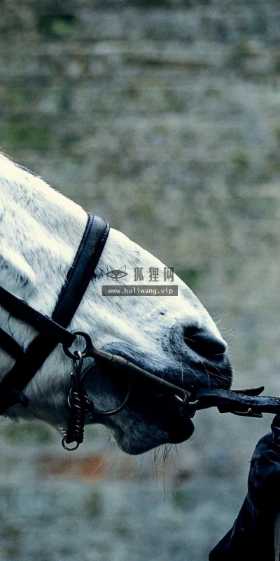 【18134】壁纸  2K 高清壁纸2560_1600@青蛙壁纸-笨猫小站