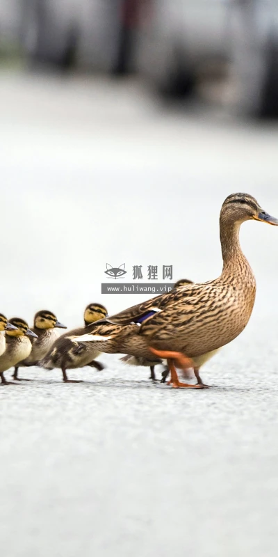 【22337】壁纸  4K 超清壁纸5120_2880@青蛙壁纸-笨猫小站