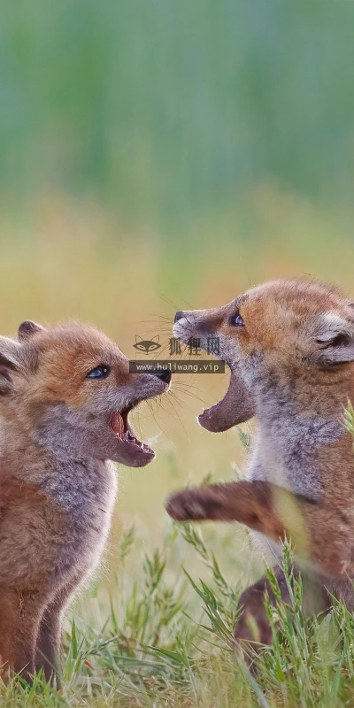 【22420】风景壁纸  4K 超清壁纸3840_2400@青蛙壁纸-笨猫小站