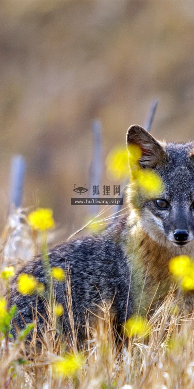 【22425】风景壁纸  4K 超清壁纸3840_2400@青蛙壁纸-笨猫小站