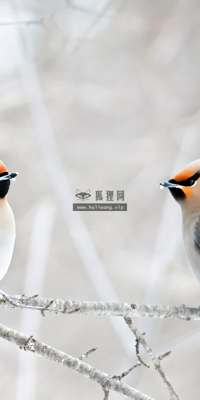 【22613】动物壁纸  4K 超清壁纸3840_2160@青蛙壁纸-笨猫小站