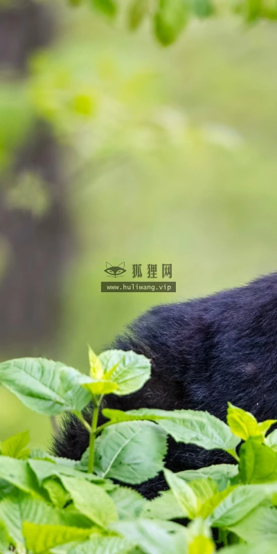 【22615】动物壁纸  4K 超清壁纸3840_2160@青蛙壁纸-笨猫小站