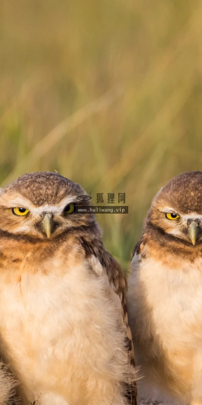 【22616】动物壁纸  4K 超清壁纸3840_2160@青蛙壁纸-笨猫小站