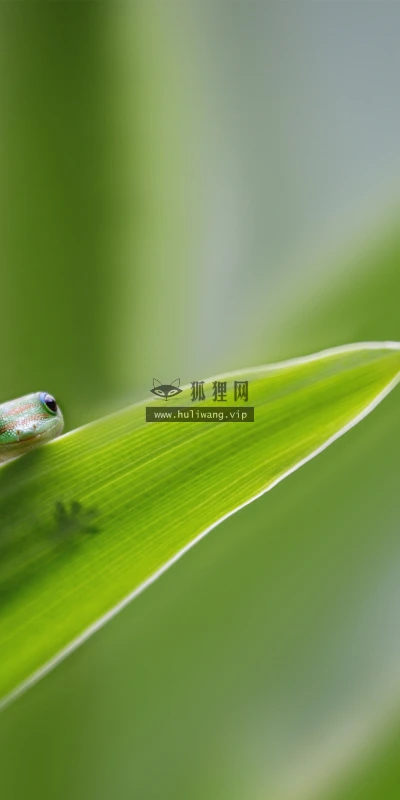 【22733】壁纸  4K 超清壁纸3840_2160@青蛙壁纸-笨猫小站