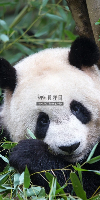 【22739】壁纸  4K 超清壁纸3840_2160@青蛙壁纸-笨猫小站