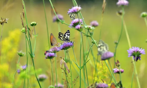 【22963】风景壁纸  4K 超清壁纸3840_2160@青蛙壁纸-笨猫小站