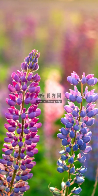【23061】风景壁纸  4K 超清壁纸3840_2160@青蛙壁纸-笨猫小站