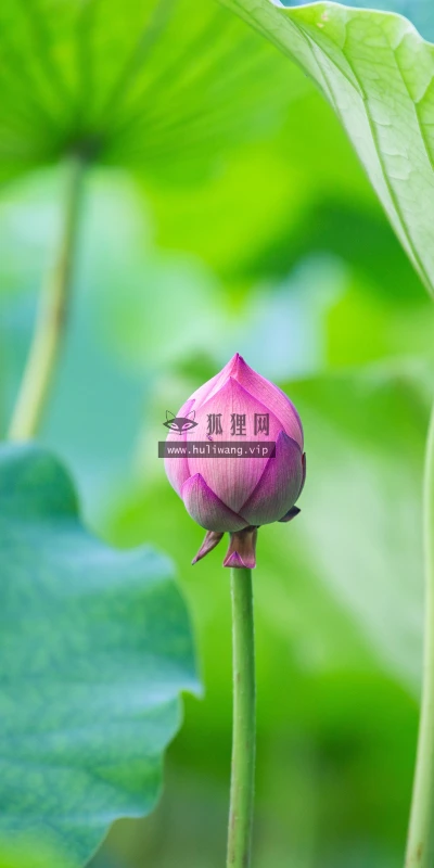 【23177】壁纸  4K 超清壁纸5120_3200@青蛙壁纸-笨猫小站