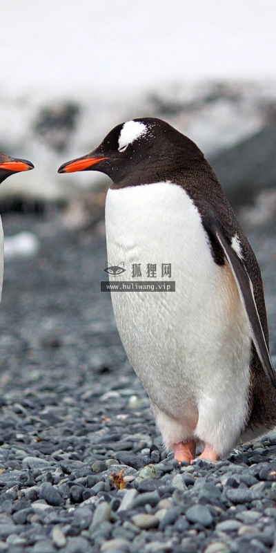 【23572】动物壁纸  4K 超清壁纸3840_2400@青蛙壁纸-笨猫小站