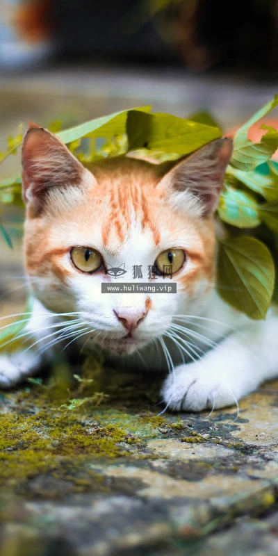 【23573】动物壁纸  4K 超清壁纸3840_2400@青蛙壁纸-笨猫小站