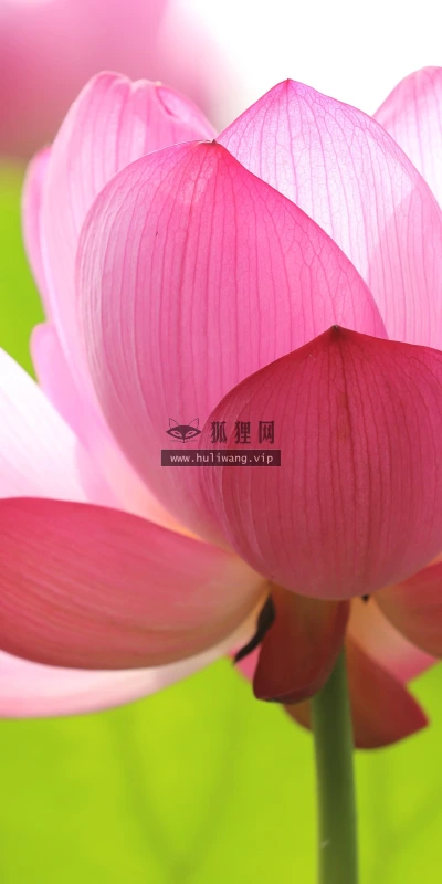 【23574】植物壁纸  4K 超清壁纸3840_2400@青蛙壁纸-笨猫小站