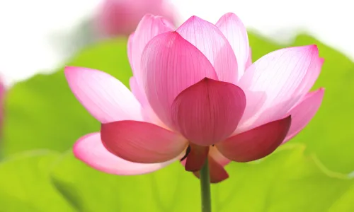 【23574】植物壁纸  4K 超清壁纸3840_2400@青蛙壁纸-笨猫小站