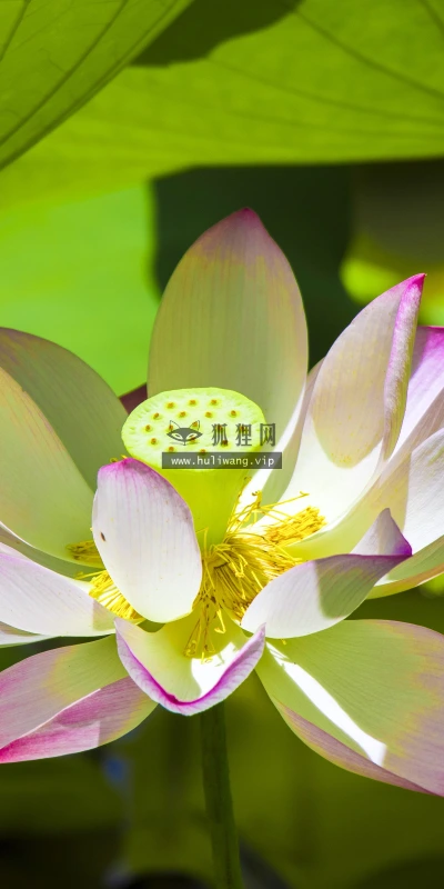 【23576】植物壁纸  4K 超清壁纸3840_2400@青蛙壁纸-笨猫小站