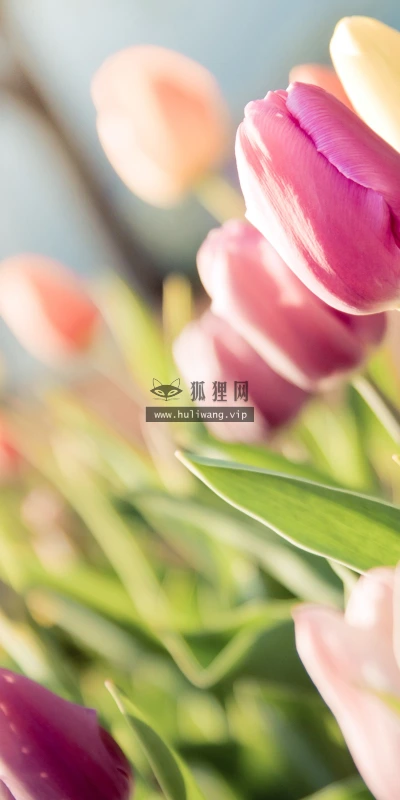 【23577】植物壁纸  4K 超清壁纸3840_2400@青蛙壁纸-笨猫小站