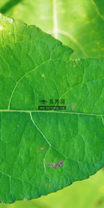 【23578】植物壁纸  4K 超清壁纸3840_2400@青蛙壁纸-笨猫小站