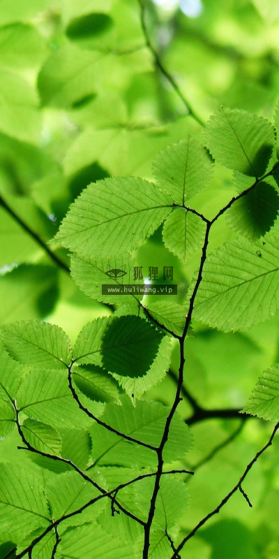 【23579】植物壁纸  4K 超清壁纸3840_2400@青蛙壁纸-笨猫小站