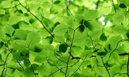【23579】植物壁纸  4K 超清壁纸3840_2400@青蛙壁纸-笨猫小站