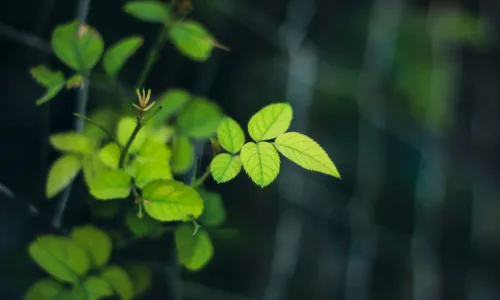 【23947】风景壁纸  2K 高清壁纸2560_1600@青蛙壁纸-笨猫小站