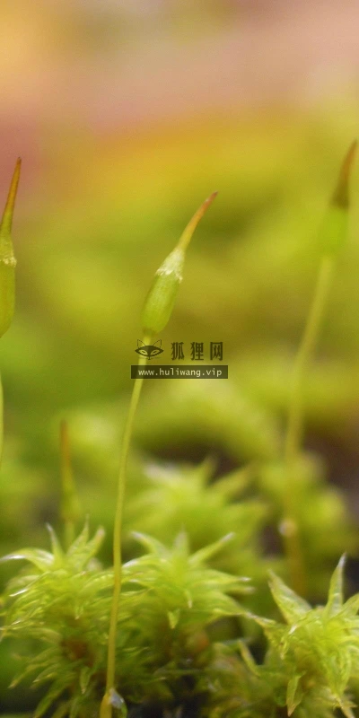 【24003】风景壁纸  2K 高清壁纸2560_1600@青蛙壁纸-笨猫小站