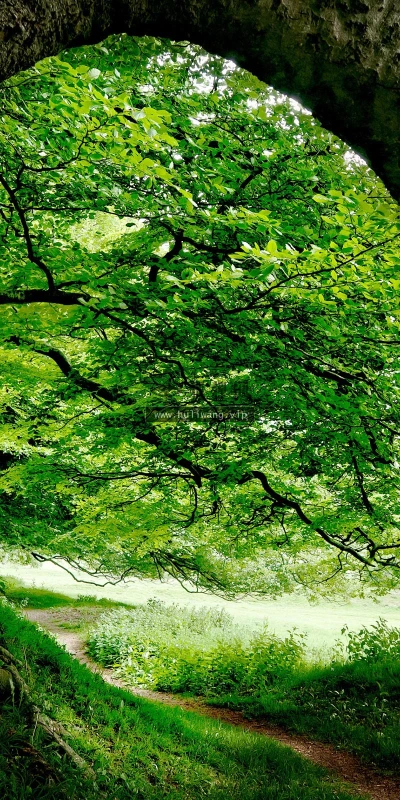 【24219】风景壁纸  2K 高清壁纸2560_1600@青蛙壁纸-笨猫小站