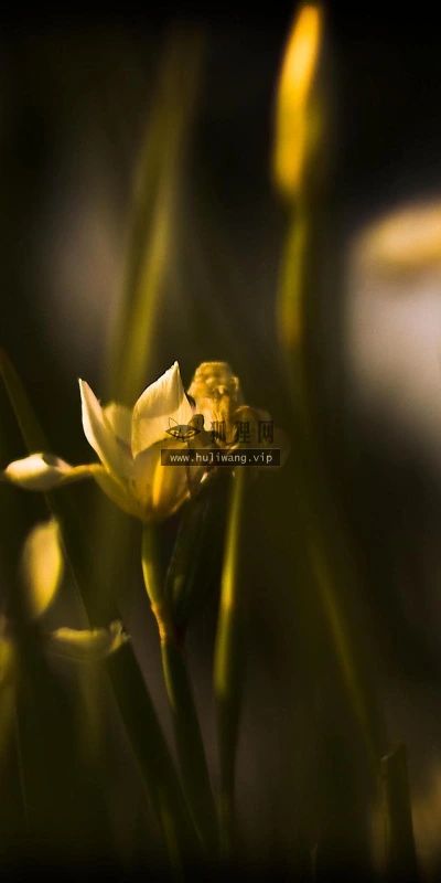 【24604】植物壁纸  2K 高清壁纸2560_1600@青蛙壁纸-笨猫小站