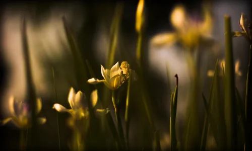 【24604】植物壁纸  2K 高清壁纸2560_1600@青蛙壁纸-笨猫小站