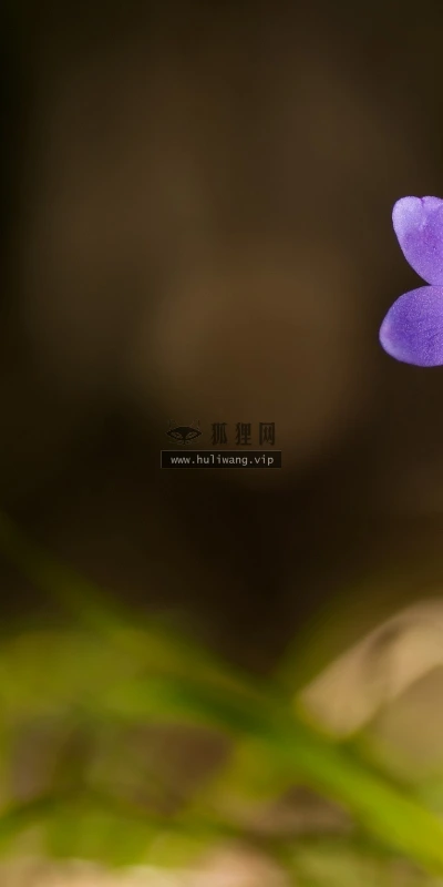 【24605】植物壁纸  2K 高清壁纸2560_1600@青蛙壁纸-笨猫小站