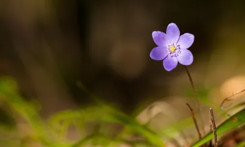 【24605】植物壁纸  2K 高清壁纸2560_1600@青蛙壁纸-笨猫小站