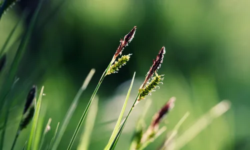 【24606】植物壁纸  2K 高清壁纸2560_1600@青蛙壁纸-笨猫小站