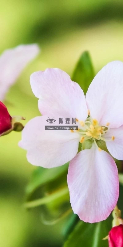 【24607】植物壁纸  2K 高清壁纸2560_1600@青蛙壁纸-笨猫小站