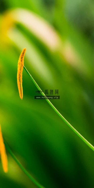 【24608】植物壁纸  2K 高清壁纸2560_1600@青蛙壁纸-笨猫小站