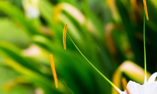 【24608】植物壁纸  2K 高清壁纸2560_1600@青蛙壁纸-笨猫小站
