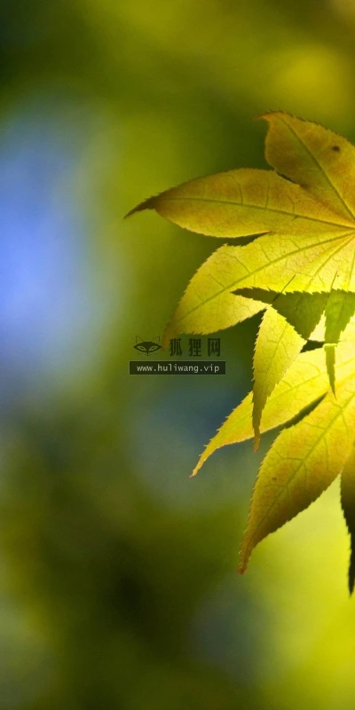 【24609】植物壁纸  2K 高清壁纸2560_1600@青蛙壁纸-笨猫小站