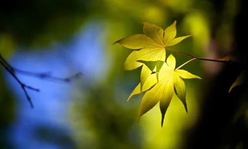 【24609】植物壁纸  2K 高清壁纸2560_1600@青蛙壁纸-笨猫小站
