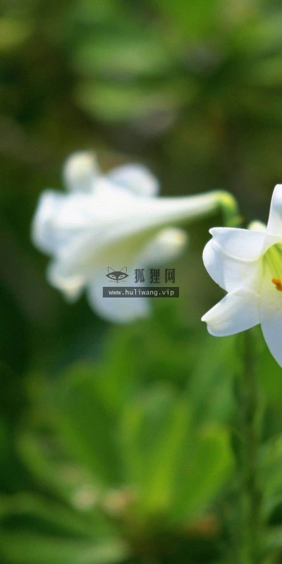 【24610】植物壁纸  2K 高清壁纸2560_1600@青蛙壁纸-笨猫小站