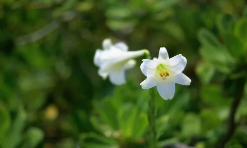【24610】植物壁纸  2K 高清壁纸2560_1600@青蛙壁纸-笨猫小站