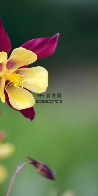【24612】植物壁纸  2K 高清壁纸2560_1600@青蛙壁纸-笨猫小站