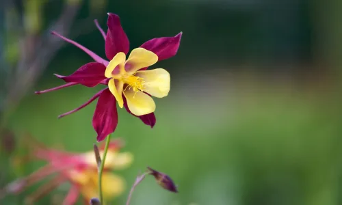【24612】植物壁纸  2K 高清壁纸2560_1600@青蛙壁纸-笨猫小站